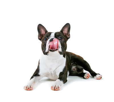 nutrient rich food that's better for your dogs gut and easier for you