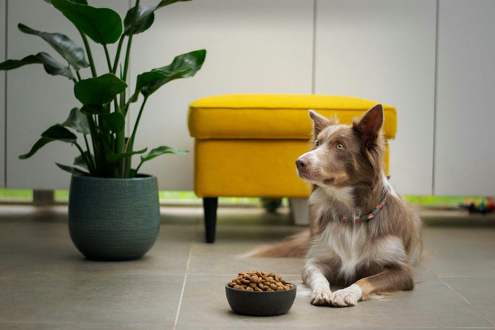 Raw vs. Dry vs. Cold-Pressed Dog Food: What’s Actually Best?