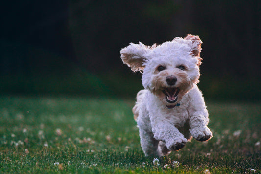 The Truth About Animal Derivatives: What’s Really in Your Dog’s Bowl?
