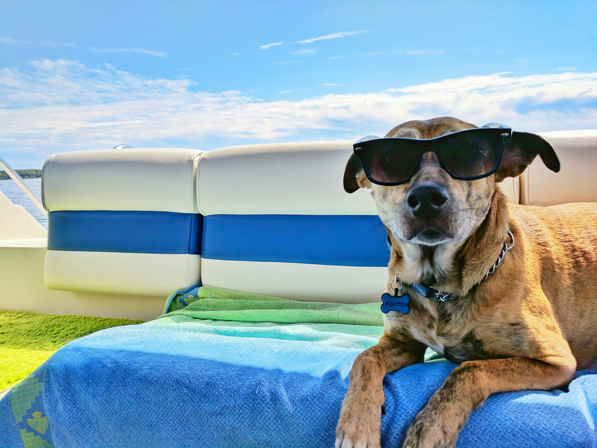 Buying Dog Food in Dubai: Solving the Hot Warehouse Problem