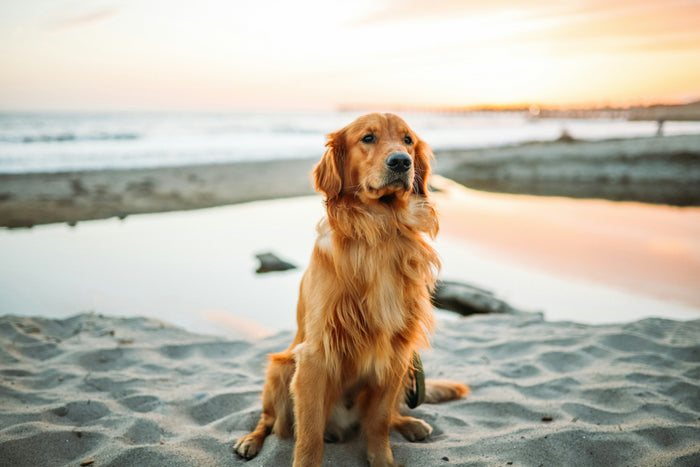 Vet-friendly, filler-free, and built for gut health. Nudog explains what causes canine digestive distress — and how the right food fixes it for good.