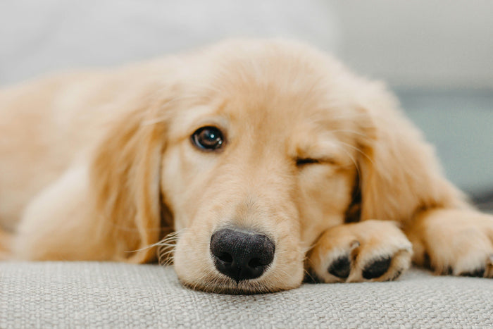 What to Feed Your Golden Retriever: The Dog Food for Large Breeds
