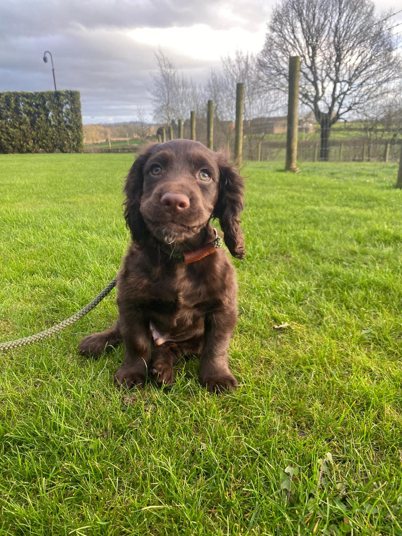 Zumo, Cocker Spaniel